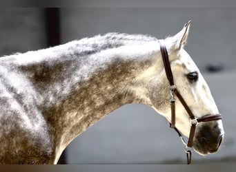 PRE Mix, Castrone, 6 Anni, 166 cm, Grigio