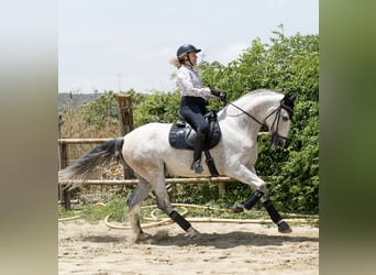 PRE Mix, Castrone, 6 Anni, 166 cm, Grigio