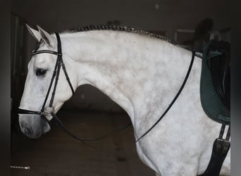 PRE Mix, Castrone, 6 Anni, 166 cm, Grigio