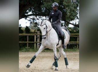 PRE Mix, Castrone, 6 Anni, 166 cm, Grigio