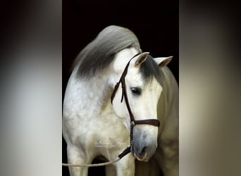 PRE Mix, Castrone, 6 Anni, 166 cm, Grigio