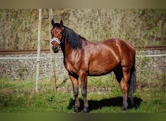 PRE, Castrone, 6 Anni, 167 cm, Baio