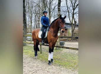 PRE Mix, Castrone, 6 Anni, 167 cm, Baio