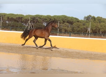 PRE Mix, Castrone, 6 Anni, 167 cm, Baio