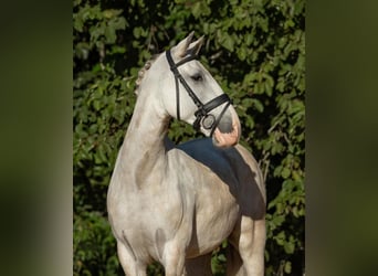 PRE, Castrone, 6 Anni, 167 cm, Grigio