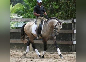 PRE, Castrone, 6 Anni, 167 cm, Grigio