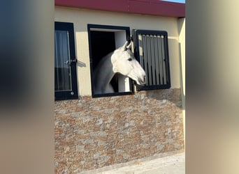 PRE Mix, Castrone, 6 Anni, 167 cm, Grigio