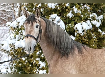 PRE Mix, Castrone, 6 Anni, 167 cm, Grigio