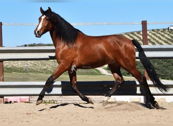 PRE, Castrone, 6 Anni, 168 cm, Baio