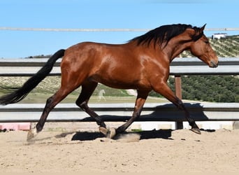 PRE, Castrone, 6 Anni, 168 cm, Baio