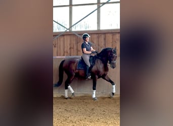 PRE, Castrone, 6 Anni, 168 cm, Baio scuro