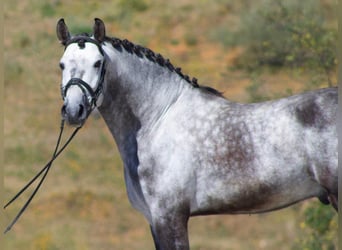 PRE, Castrone, 6 Anni, 168 cm, Grigio