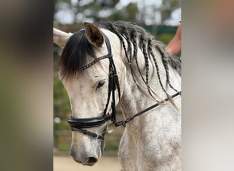 PRE Mix, Castrone, 6 Anni, 168 cm, Grigio