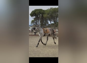 PRE Mix, Castrone, 6 Anni, 168 cm, Grigio