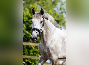PRE, Castrone, 6 Anni, 168 cm, Grigio