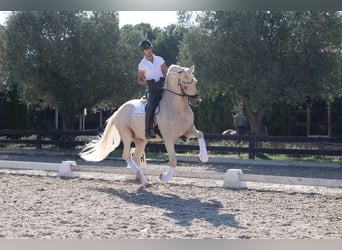 PRE Mix, Castrone, 6 Anni, 168 cm, Palomino
