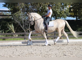 PRE Mix, Castrone, 6 Anni, 168 cm, Palomino