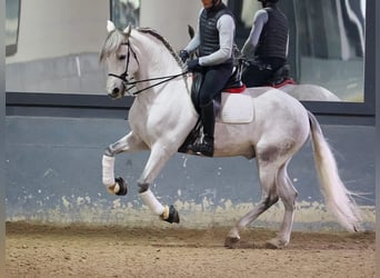 PRE Mix, Castrone, 6 Anni, 169 cm, Grigio