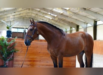 PRE Mix, Castrone, 6 Anni, 170 cm, Baio chiaro