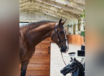 PRE Mix, Castrone, 6 Anni, 170 cm, Baio chiaro