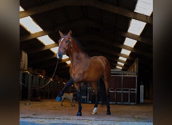 PRE Mix, Castrone, 6 Anni, 170 cm, Baio chiaro