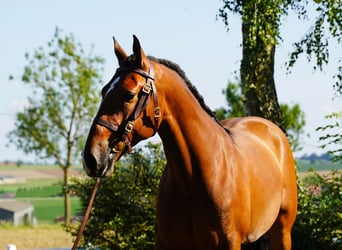 PRE Mix, Castrone, 6 Anni, 170 cm, Baio chiaro