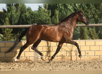 PRE, Castrone, 6 Anni, 170 cm, Baio scuro