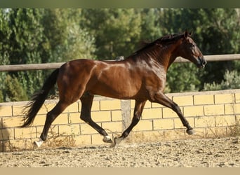 PRE, Castrone, 6 Anni, 170 cm, Baio scuro