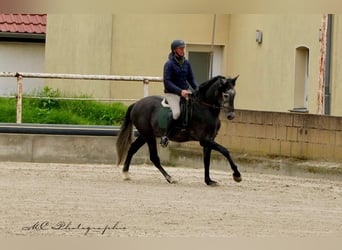 PRE, Castrone, 6 Anni, 170 cm, Grigio ferro