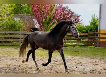 PRE, Castrone, 6 Anni, 170 cm, Grigio ferro