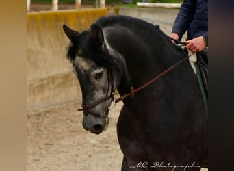 PRE, Castrone, 6 Anni, 170 cm, Grigio ferro