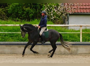 PRE, Castrone, 6 Anni, 170 cm, Grigio ferro