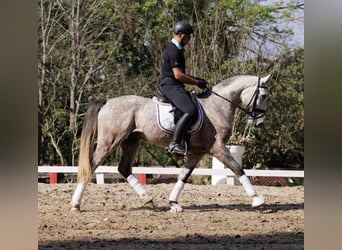 PRE, Castrone, 6 Anni, 171 cm, Grigio