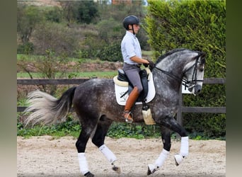 PRE, Castrone, 6 Anni, 171 cm, Grigio