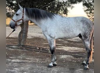 PRE Mix, Castrone, 6 Anni, 173 cm, Grigio