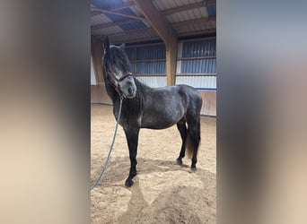 PRE, Castrone, 6 Anni, 175 cm, Grigio