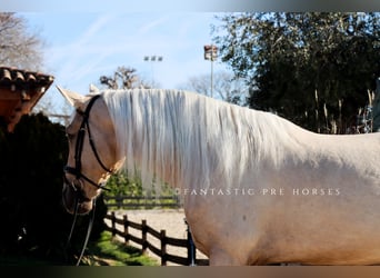 PRE Mix, Castrone, 6 Anni, 175 cm, Palomino