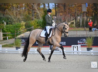 PRE Mix, Castrone, 6 Anni, 175 cm, Pelle di daino