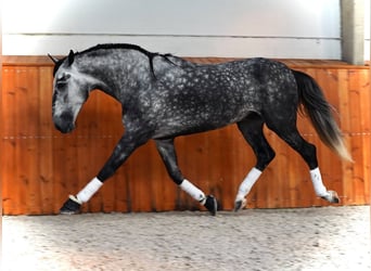 PRE Mix, Castrone, 6 Anni, 180 cm, Grigio