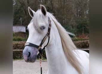 PRE, Castrone, 7 Anni, 155 cm, Grigio