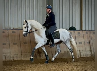 PRE Mix, Castrone, 7 Anni, 155 cm, Grigio