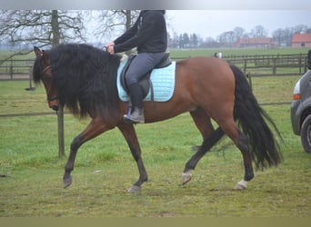 PRE Mix, Castrone, 7 Anni, 158 cm, Baio