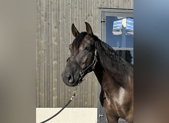 PRE Mix, Castrone, 7 Anni, 158 cm, Morello