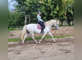 PRE Mix, Castrone, 7 Anni, 160 cm, Grigio