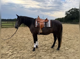 PRE Mix, Castrone, 7 Anni, 160 cm, Grigio ferro