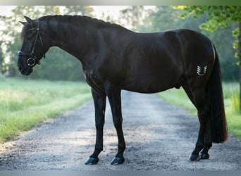 PRE Mix, Castrone, 7 Anni, 160 cm, Morello