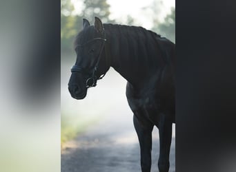 PRE Mix, Castrone, 7 Anni, 160 cm, Morello