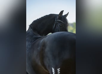 PRE Mix, Castrone, 7 Anni, 160 cm, Morello