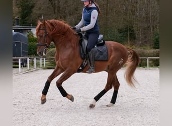 PRE Mix, Castrone, 7 Anni, 160 cm, Sauro