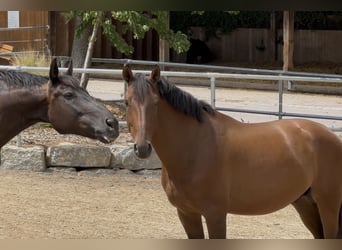 PRE, Castrone, 7 Anni, 162 cm, Baio